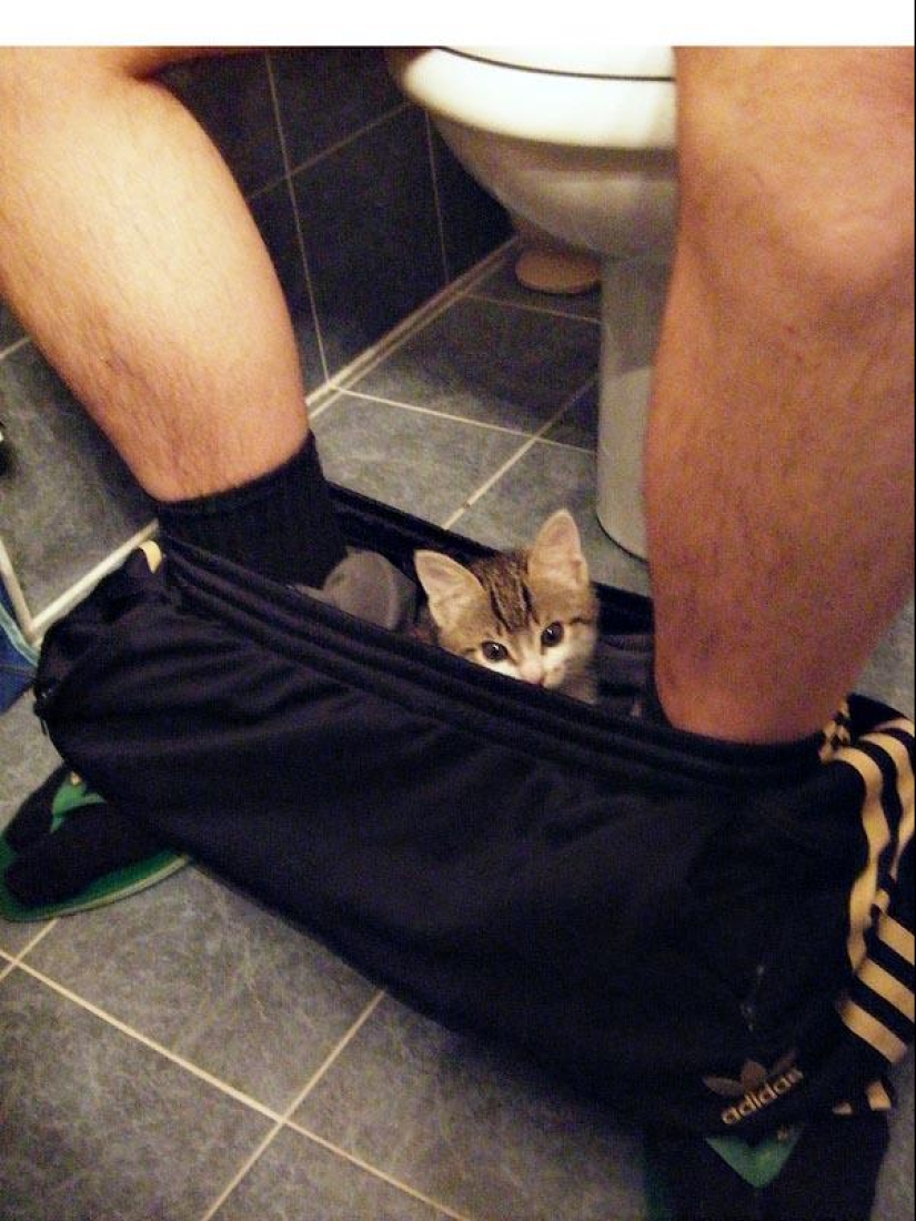 Don't part with your loved ones: pets in the toilet... Don't part with your loved ones: pets in the toilet...