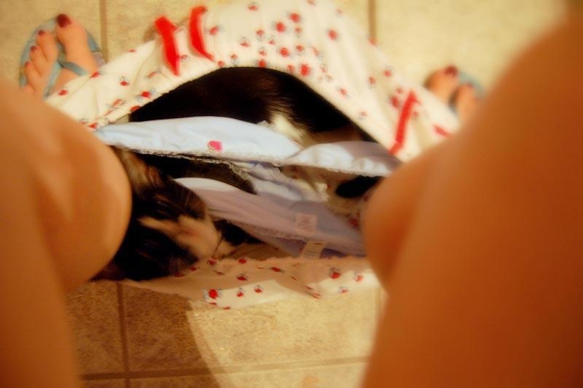 Don't part with your loved ones: pets in the toilet... Don't part with your loved ones: pets in the toilet...