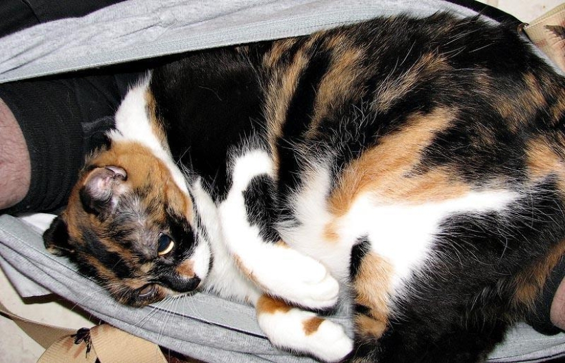 Don't part with your loved ones: pets in the toilet... Don't part with your loved ones: pets in the toilet...