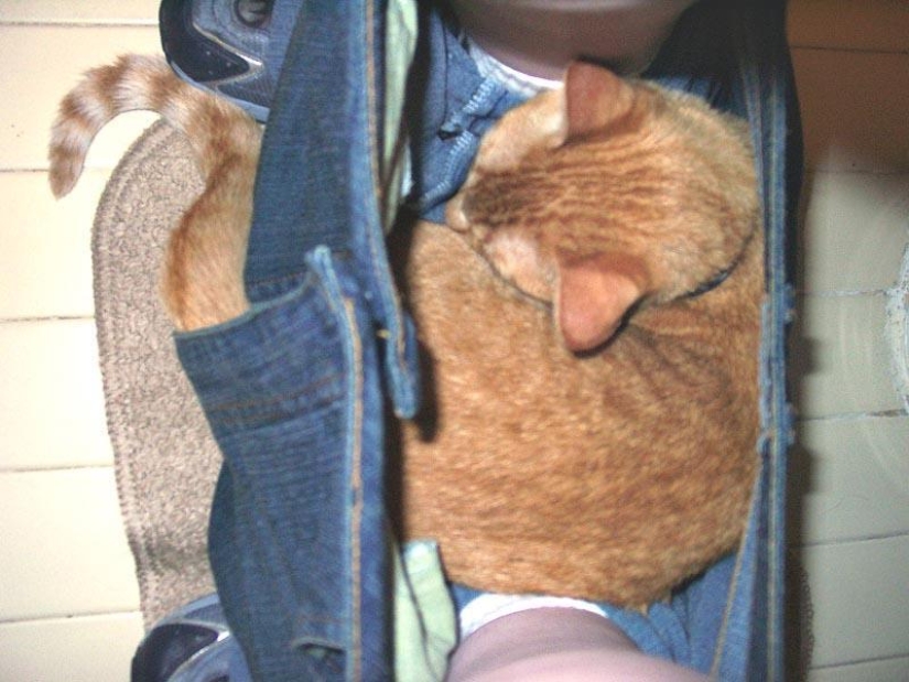 Don't part with your loved ones: pets in the toilet... Don't part with your loved ones: pets in the toilet...