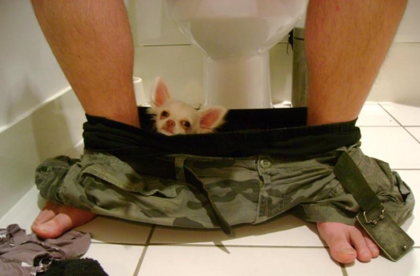 Don't part with your loved ones: pets in the toilet... Don't part with your loved ones: pets in the toilet...