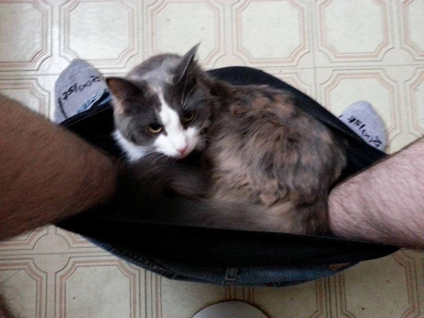 Don't part with your loved ones: pets in the toilet... Don't part with your loved ones: pets in the toilet...