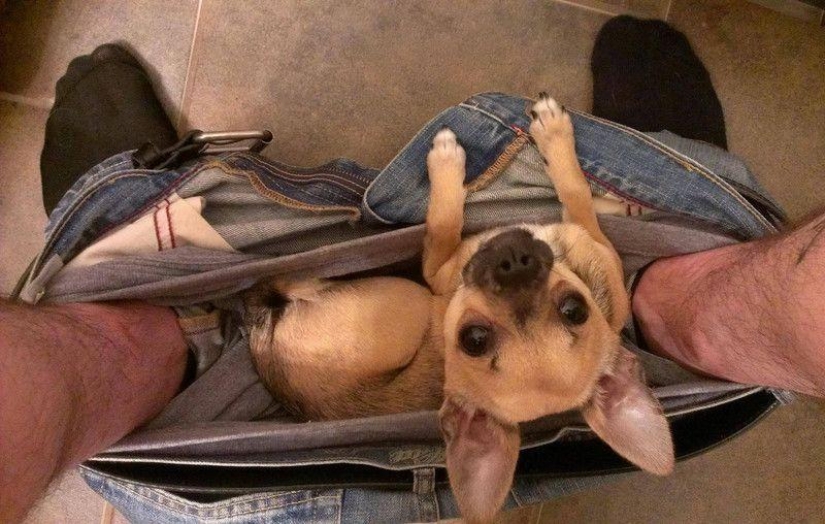 Don't part with your loved ones: pets in the toilet... Don't part with your loved ones: pets in the toilet...