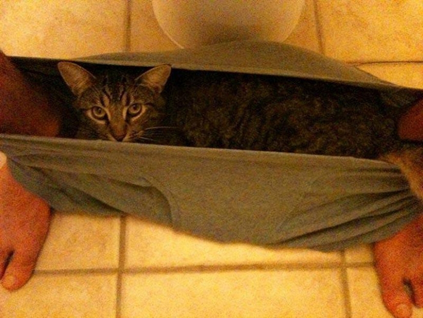 Don't part with your loved ones: pets in the toilet... Don't part with your loved ones: pets in the toilet...