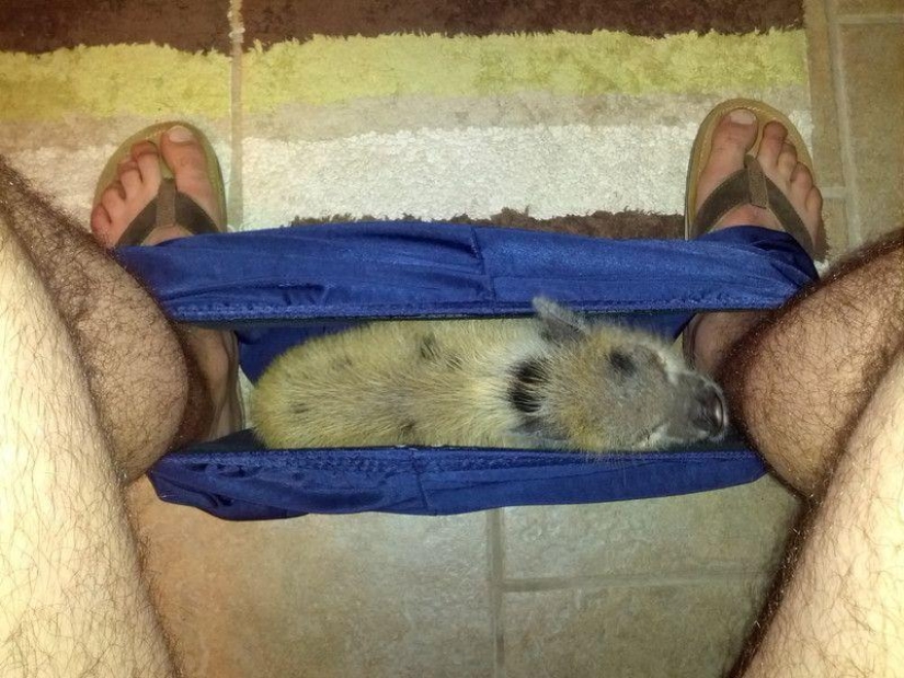 Don't part with your loved ones: pets in the toilet... Don't part with your loved ones: pets in the toilet...