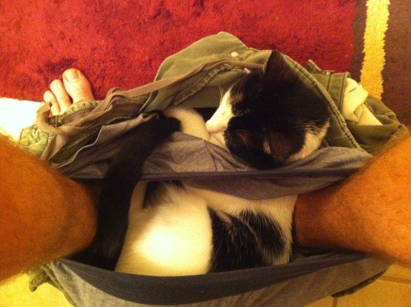 Don't part with your loved ones: pets in the toilet... Don't part with your loved ones: pets in the toilet...