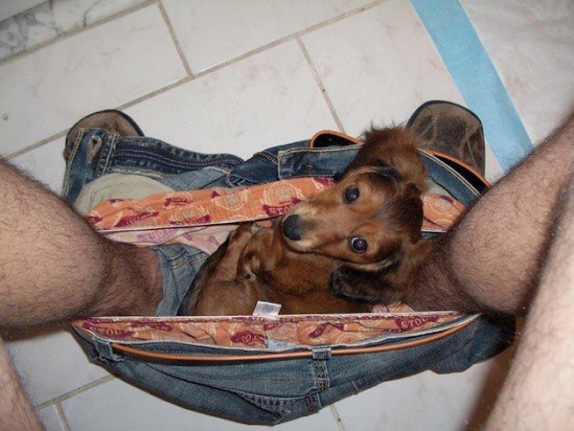 Don't part with your loved ones: pets in the toilet... Don't part with your loved ones: pets in the toilet...