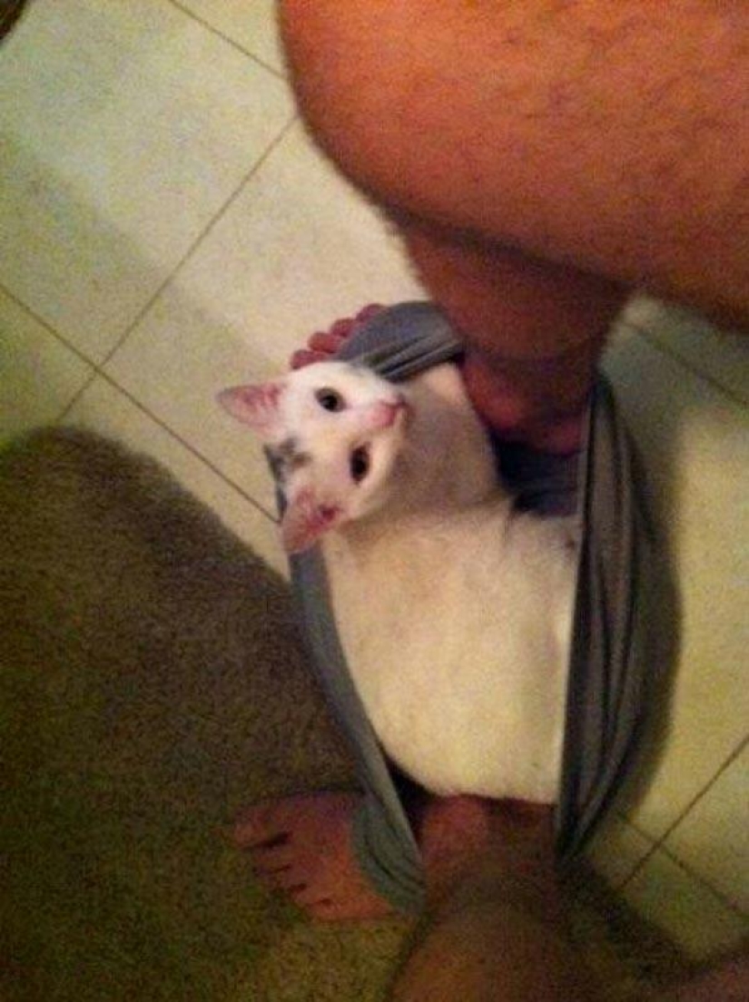 Don't part with your loved ones: pets in the toilet... Don't part with your loved ones: pets in the toilet...
