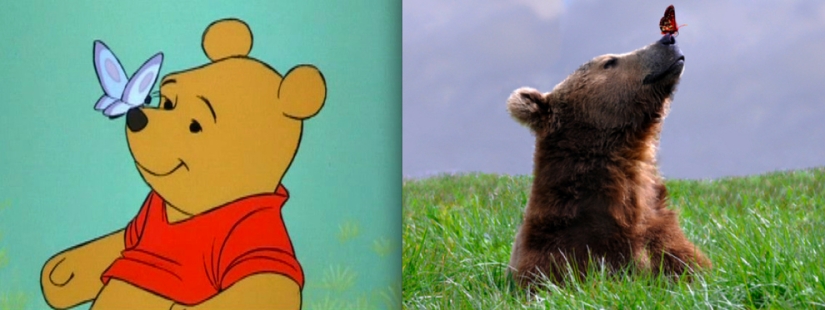Donald Duck and 20 more Disney animals in real life Donald Duck and 20 more Disney animals in real life