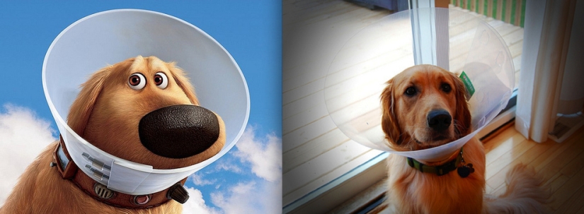 Donald Duck and 20 more Disney animals in real life Donald Duck and 20 more Disney animals in real life