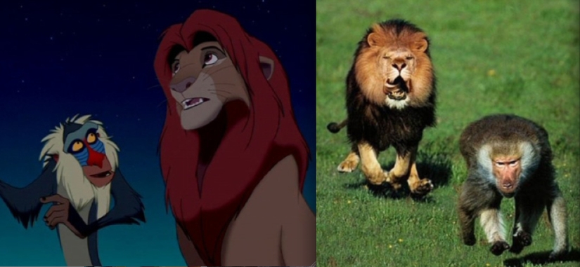 Donald Duck and 20 other Disney animals in real life