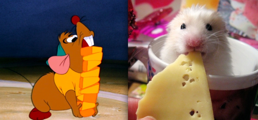 Donald Duck and 20 other Disney animals in real life