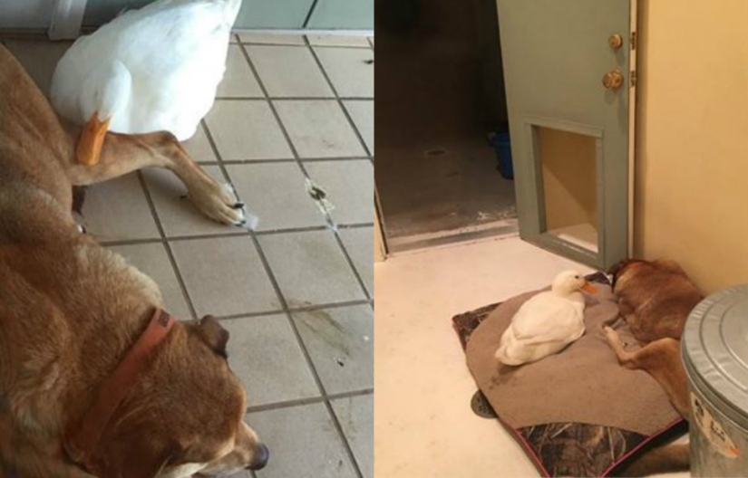 Donald Duck never dreamed: an alien duck saved a yearning dog on the anniversary of his girlfriend's death Donald Duck never dreamed: an alien duck saved a yearning dog on the anniversary of his girlfriend's death