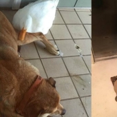 Donald Duck never dreamed: an alien duck saved a yearning dog on the anniversary of his girlfriend's death