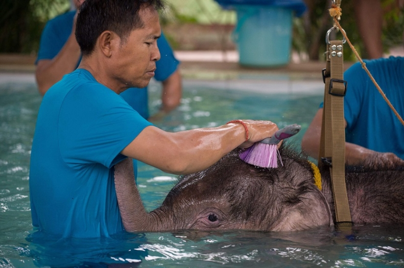 Don't hang up your trunk! In a Thai park, a disabled elephant is being taught to walk again Don't hang up your trunk! In a Thai park, a disabled elephant is being taught to walk again