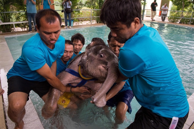 Don't hang up your trunk! In a Thai park, a disabled elephant is being taught to walk again Don't hang up your trunk! In a Thai park, a disabled elephant is being taught to walk again