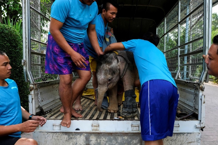 Don't hang up your trunk! In a Thai park, a disabled elephant is being taught to walk again Don't hang up your trunk! In a Thai park, a disabled elephant is being taught to walk again