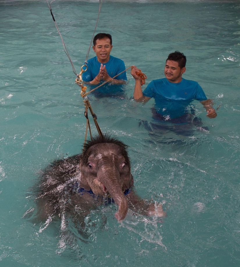 Don't hang up your trunk! In a Thai park, a disabled elephant is being taught to walk again Don't hang up your trunk! In a Thai park, a disabled elephant is being taught to walk again