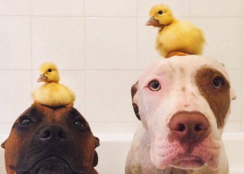 Dos perros cuidan patitos como miembros de la familia. Dos perros cuidan patitos como miembros de la familia.