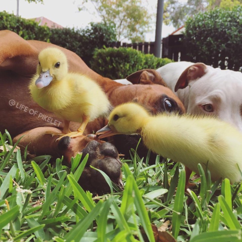 Dos perros cuidan patitos como miembros de la familia. Dos perros cuidan patitos como miembros de la familia.