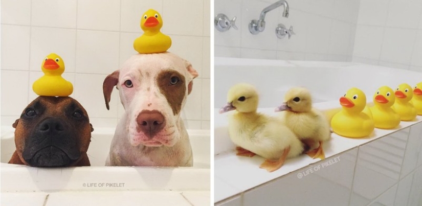 Dos perros cuidan patitos como miembros de la familia. Dos perros cuidan patitos como miembros de la familia.