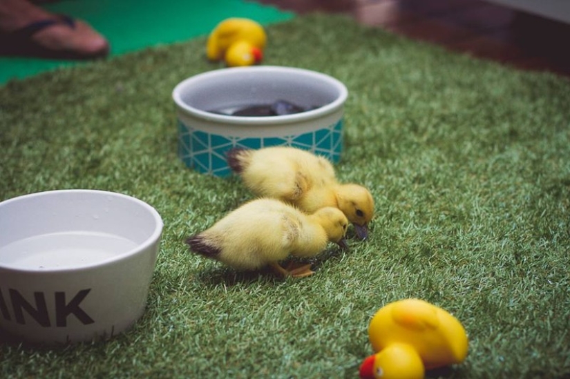 Dos perros cuidan patitos como miembros de la familia. Dos perros cuidan patitos como miembros de la familia.