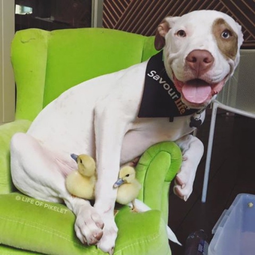 Dos perros cuidan patitos como miembros de la familia. Dos perros cuidan patitos como miembros de la familia.