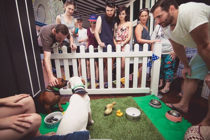 Dos perros cuidan patitos como miembros de la familia. Dos perros cuidan patitos como miembros de la familia.