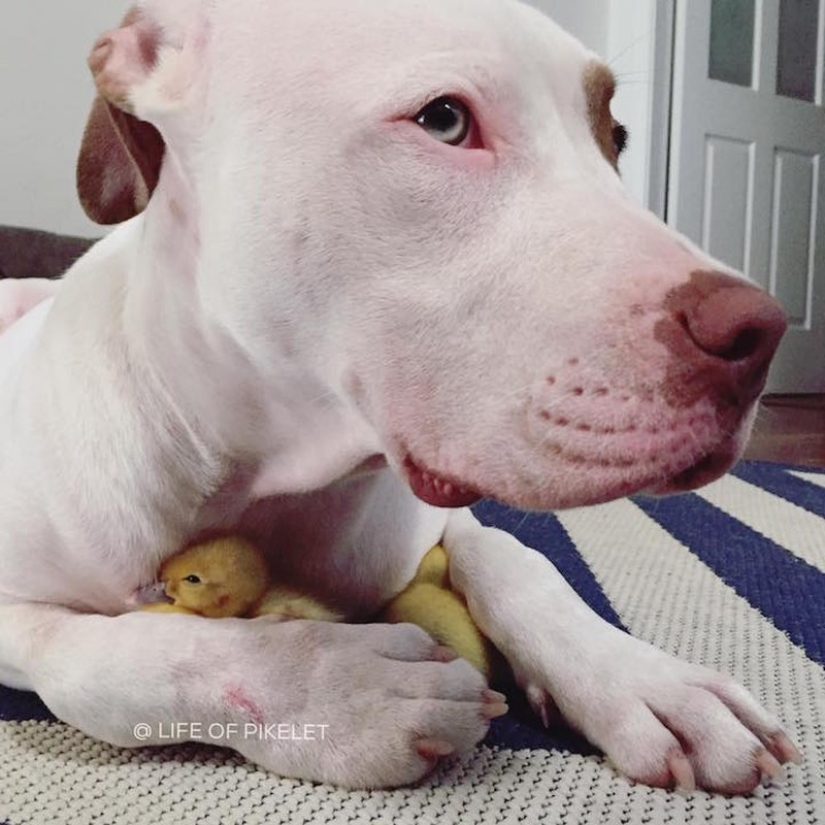 Dos perros cuidan patitos como miembros de la familia. Dos perros cuidan patitos como miembros de la familia.