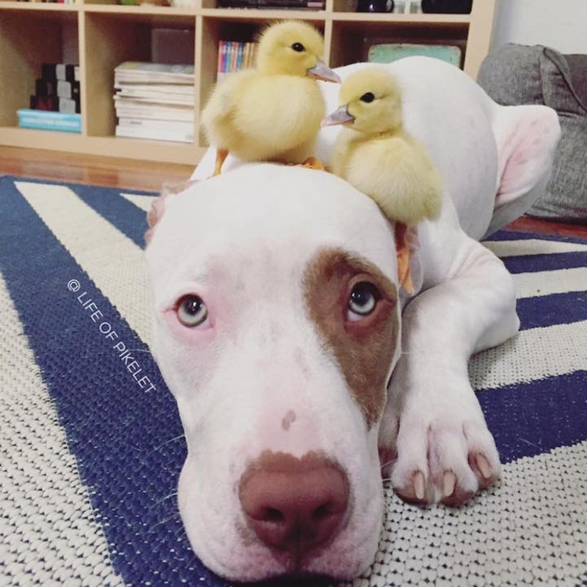 Dos perros cuidan patitos como miembros de la familia. Dos perros cuidan patitos como miembros de la familia.