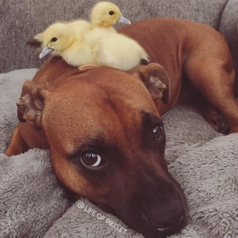 Dos perros cuidan patitos como miembros de la familia. Dos perros cuidan patitos como miembros de la familia.