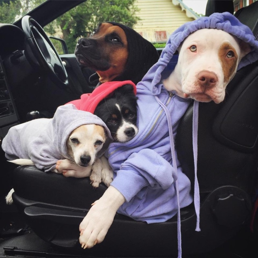 Dos perros cuidan patitos como miembros de la familia. Dos perros cuidan patitos como miembros de la familia.