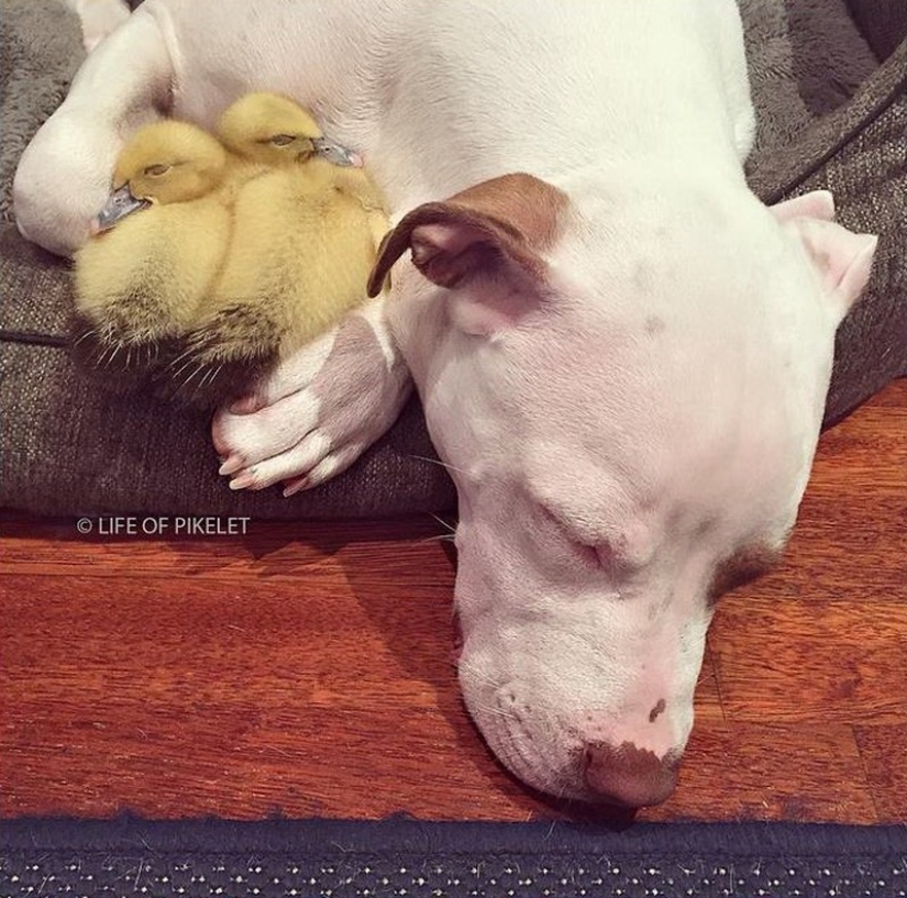 Dos perros cuidan patitos como miembros de la familia. Dos perros cuidan patitos como miembros de la familia.