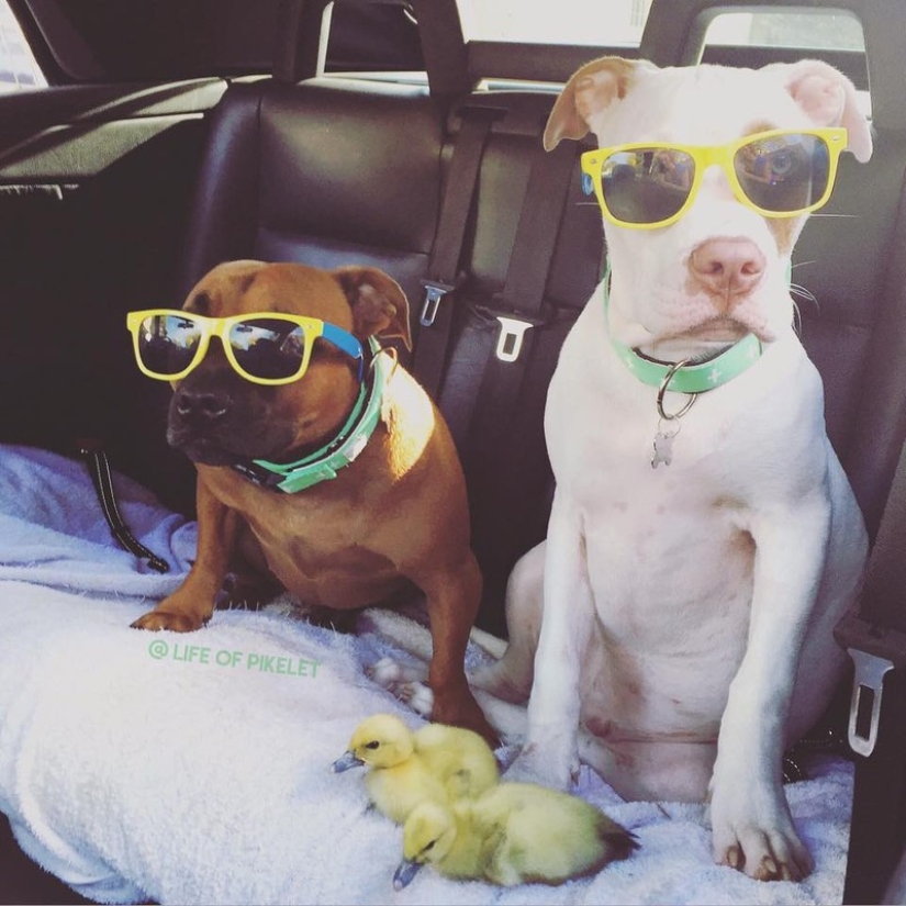 Dos perros cuidan patitos como miembros de la familia. Dos perros cuidan patitos como miembros de la familia.