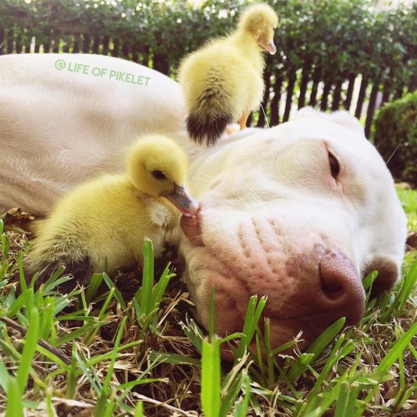Dos perros cuidan patitos como miembros de la familia. Dos perros cuidan patitos como miembros de la familia.