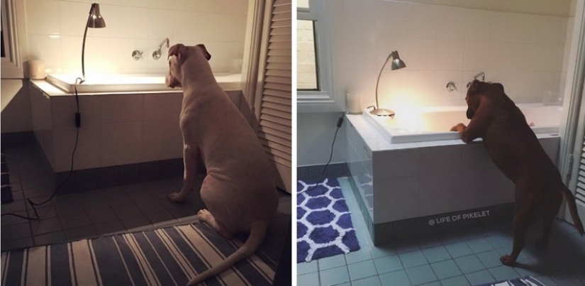 Dos perros cuidan patitos como miembros de la familia. Dos perros cuidan patitos como miembros de la familia.