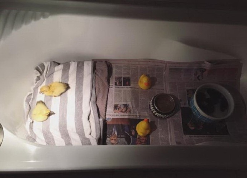 Dos perros cuidan patitos como miembros de la familia. Dos perros cuidan patitos como miembros de la familia.