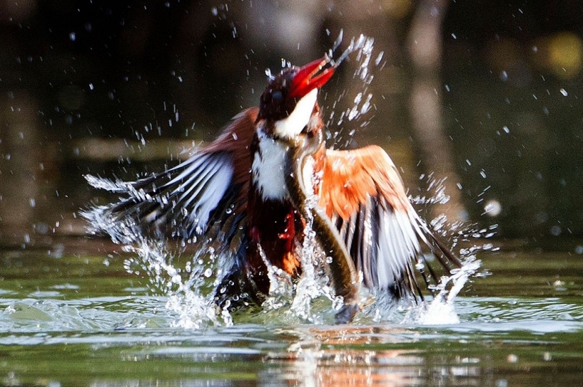 Dramatic battle between kingfisher and snake Dramatic battle between kingfisher and snake