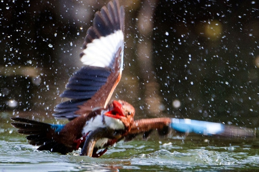 Dramatic battle between kingfisher and snake Dramatic battle between kingfisher and snake