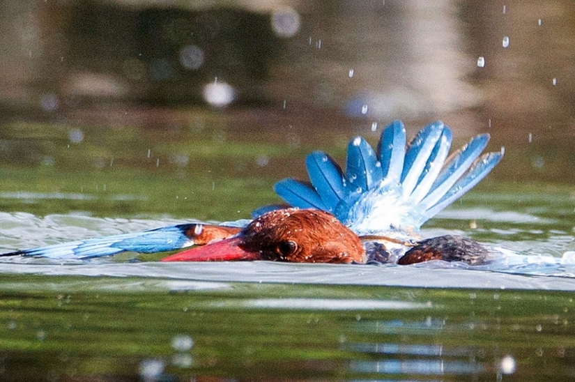 Dramatic battle between kingfisher and snake Dramatic battle between kingfisher and snake