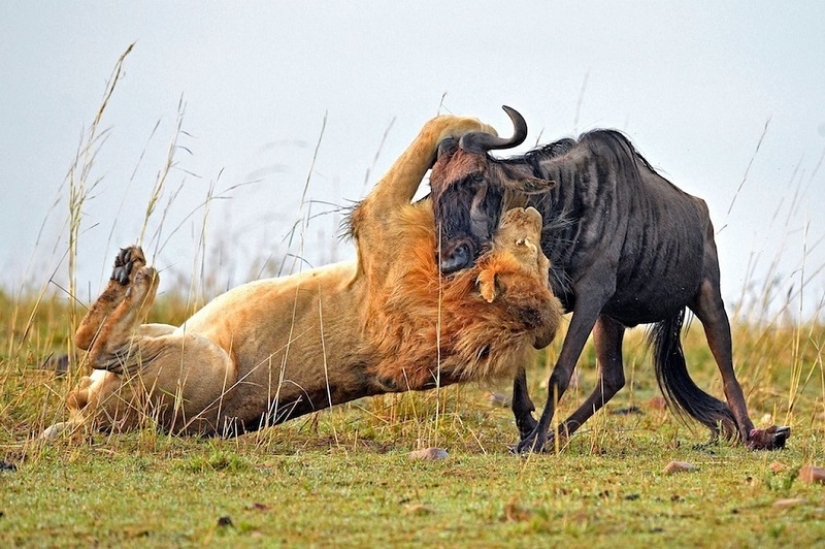 Dramatic footage of a lion hunting wildebeest