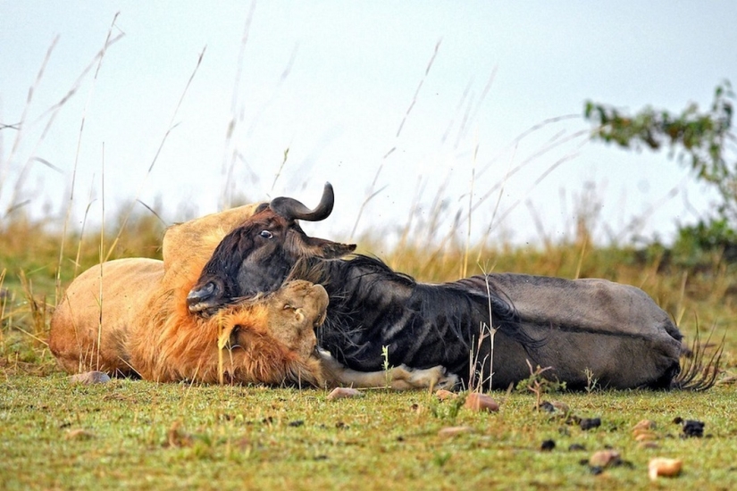 Dramatic footage of a lion hunting wildebeest