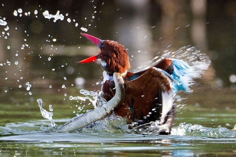 Dramática batalla entre el martín pescador y la serpiente Dramática batalla entre el martín pescador y la serpiente
