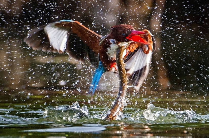 Dramática batalla entre el martín pescador y la serpiente Dramática batalla entre el martín pescador y la serpiente