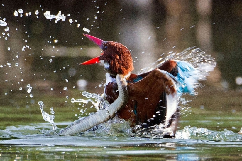 Dramática batalla entre el martín pescador y la serpiente Dramática batalla entre el martín pescador y la serpiente