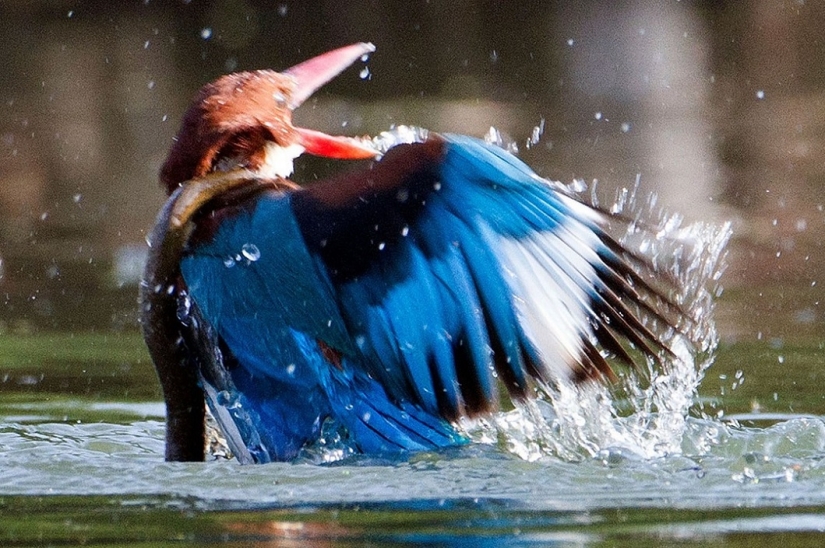 Dramática batalla entre el martín pescador y la serpiente Dramática batalla entre el martín pescador y la serpiente