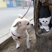 Drawings on the trees cheer up the townspeople Drawings on the trees cheer up the townspeople