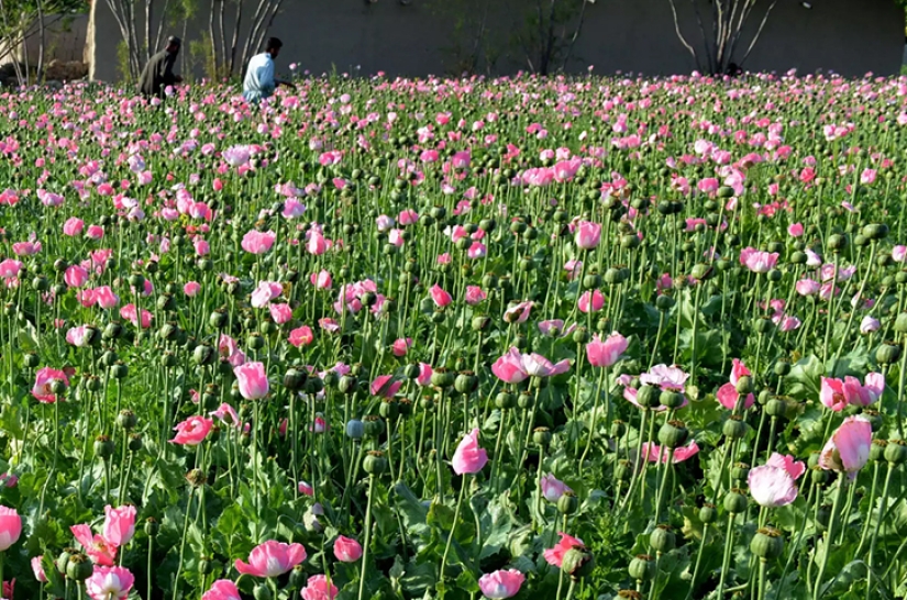 Droga rosa: cómo se cosecha la adormidera en Afganistán