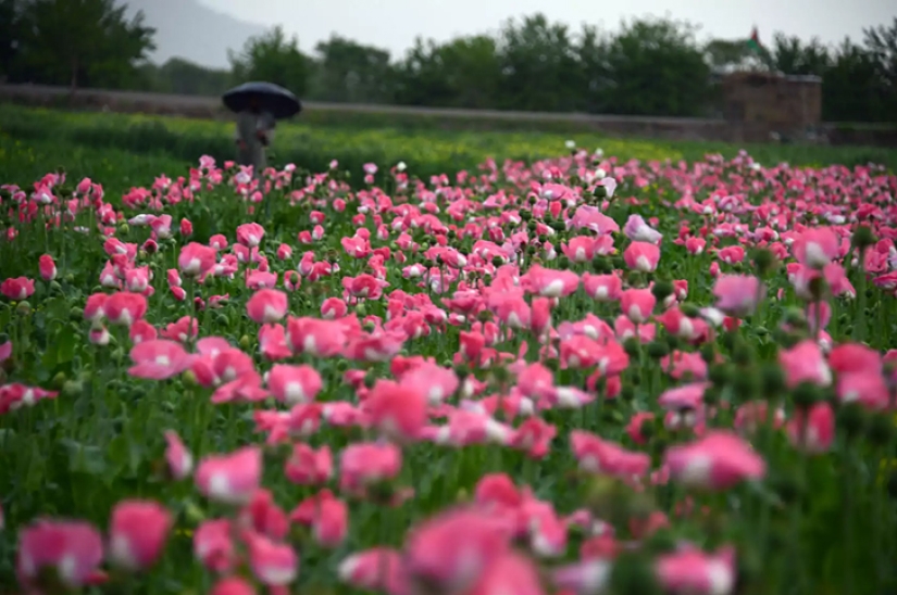 Droga rosa: cómo se cosecha la adormidera en Afganistán