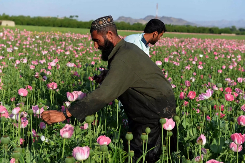 Droga rosa: cómo se cosecha la adormidera en Afganistán